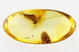 Fossil Soft Millipede and Fungus Gnat in Baltic Amber #275508-1